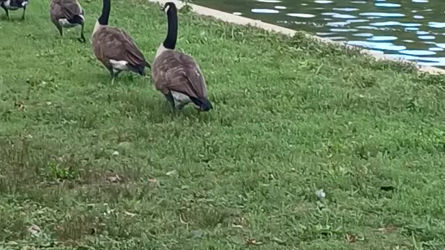 Watching the geese waddling along