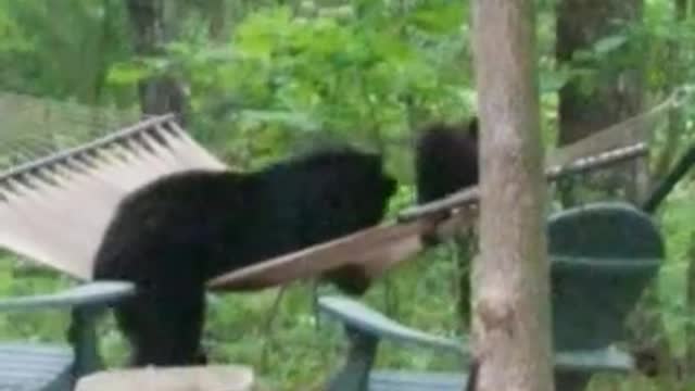 Bear Family Has Fun in Hammock