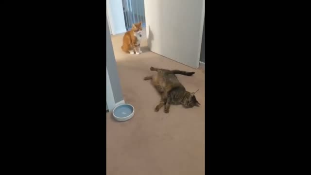 Knockout
