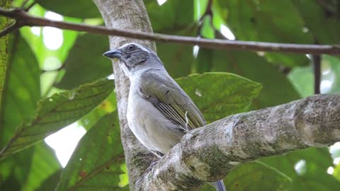 Green-winged Saltator singing in the wild