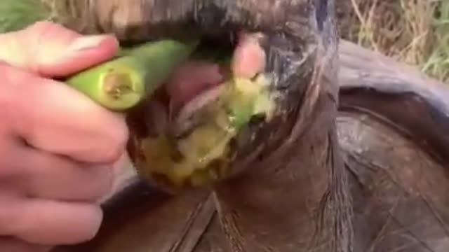 2022 funny animals video
