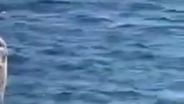 Sydney Shark Attack body floating on water(GRAPHIC) (Re-upload)