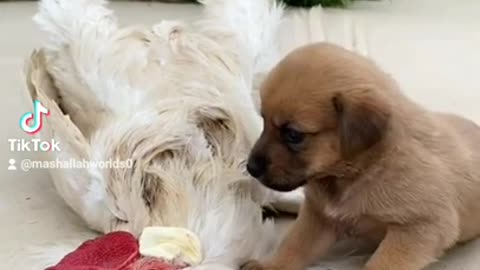Dog feeling 😥😥😥😥