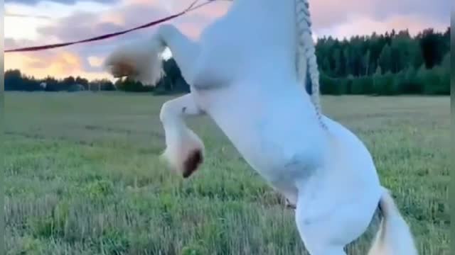 Super White Flying horse