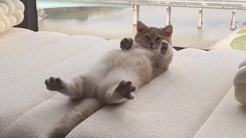 Faule Katze im Penthaus