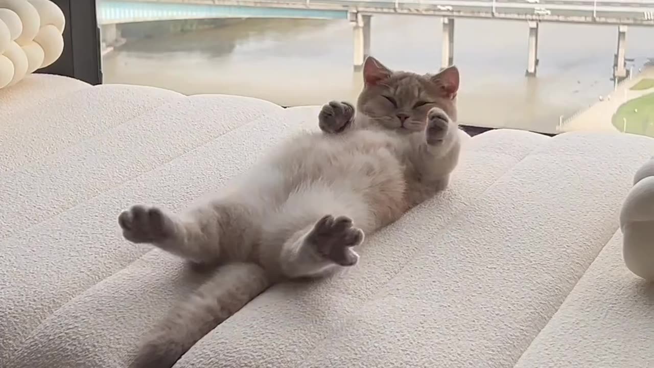 Faule Katze im Penthaus