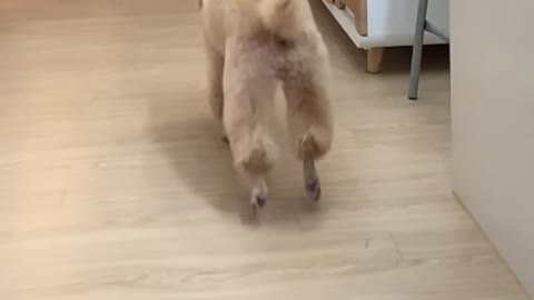 A dog running excitedly (slow version)