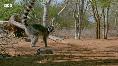 The Emotions of Motherhood in Primates Natural World Mothers and Babies BBC Earth