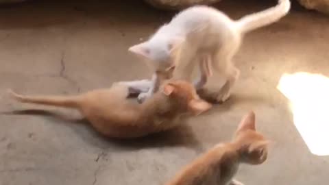 Cute kitten siblings playing