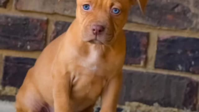 brown red nosea American 🔥 pitbull puppies🔥🔥 status