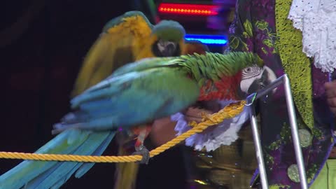 parrot show in a circus tent