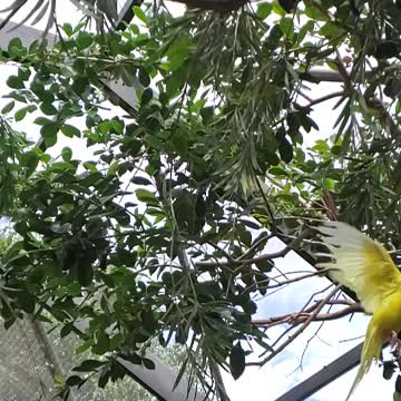 Slow motion wing flapping