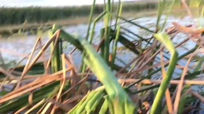 Hunter stops ALLIGATOR ATTACK while duck hunting in Florida