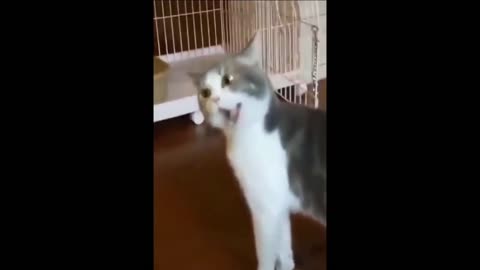 Funny Cat and Dogs - hypnotize2