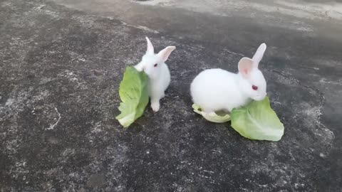 Cute Baby Rabbits