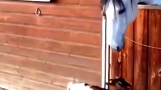 FUNNY ANIMAL OF ANIMALS WEARING CLOTHES