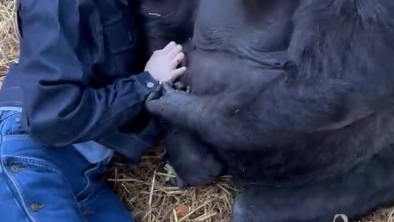 Woman is hanging out with Silverback Gorillas at her sanctuary!