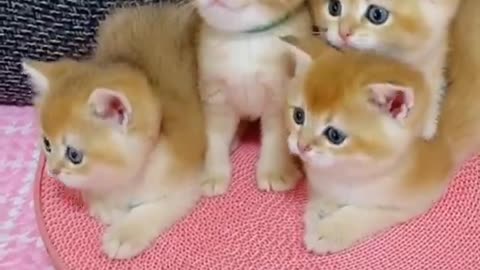 Cats Funny Videos Kittens