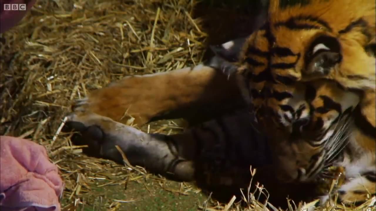 Birth of twin tiger cubs