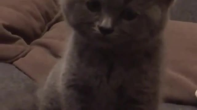cats.videoss 2016-2022 😹😹