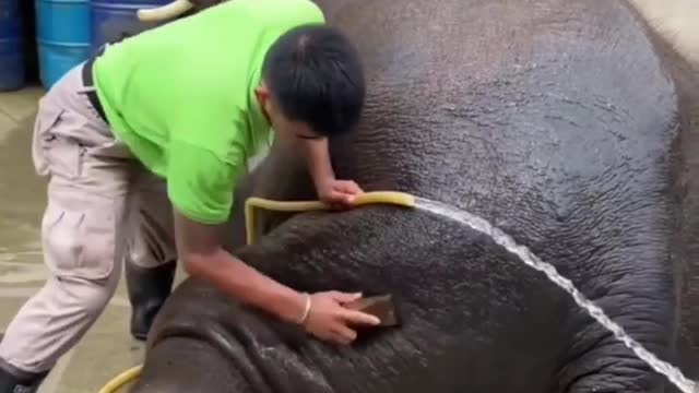 bathing the elephant 🥰🐘