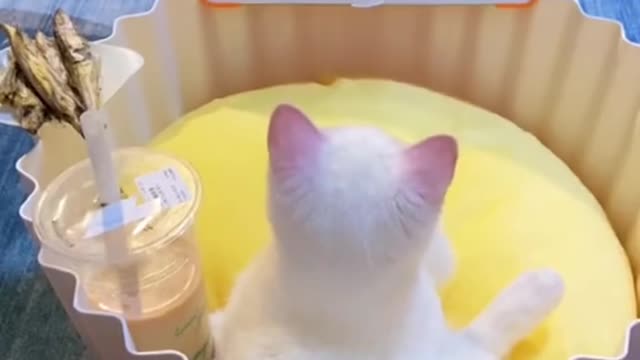 Funny cat