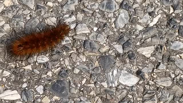 A catapiller doing it's locomotion