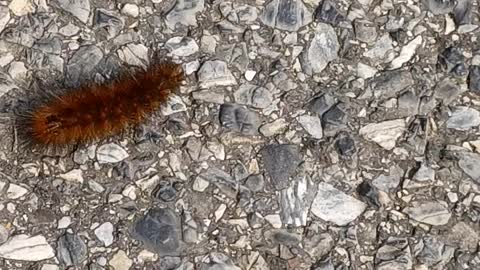 A catapiller doing it's locomotion