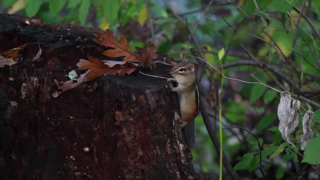 Beach site Chipmunk Footage - Nice feeling