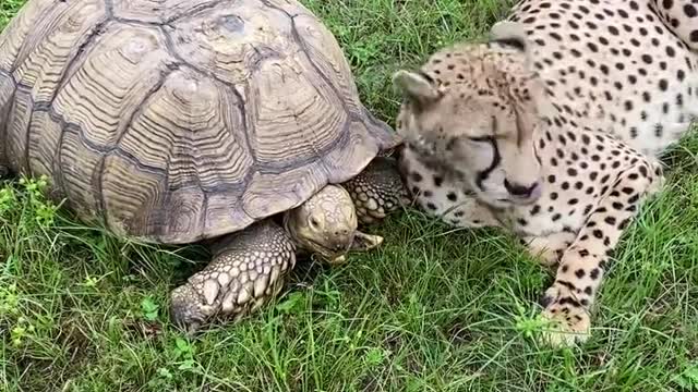 Amezing Friendships