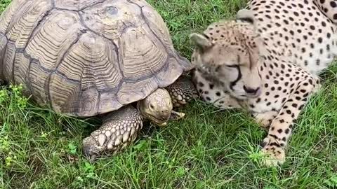 Amezing Friendships