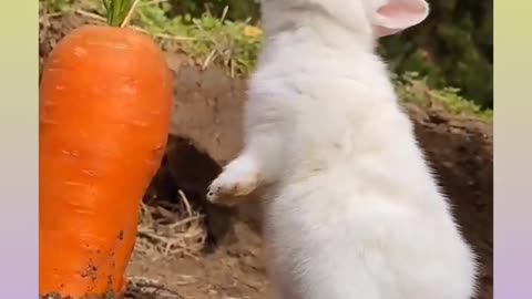 Cute Rabbit Video