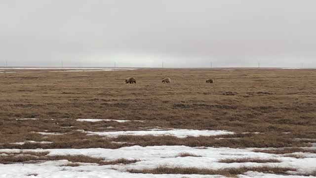 Arctic Grizzly Bears on North Slope of Alaska