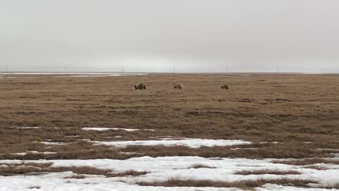 Arctic Grizzly Bears on North Slope of Alaska