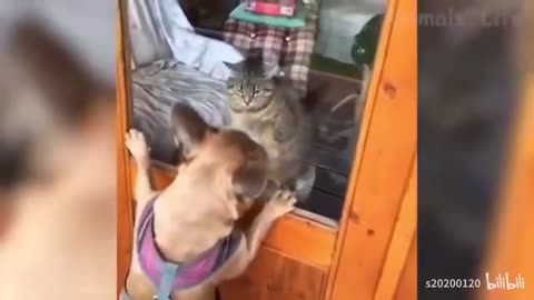 Funny animals videos #funnycate #funnydog part 2