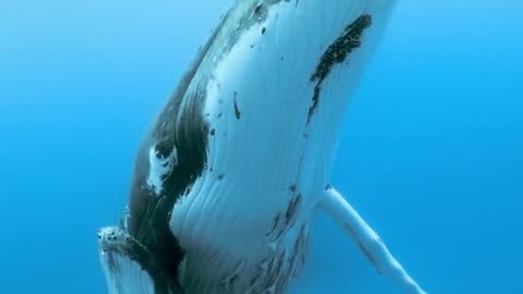 Humpback Whale & Calf