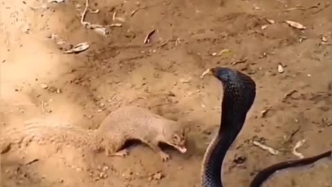 MONGOOSE AND KING COBRA FIGHTING