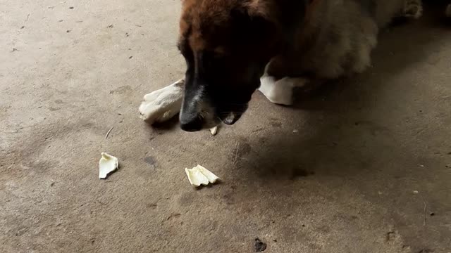 My dog eats jackfruit