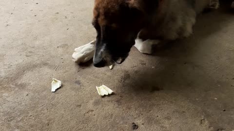 My dog eats jackfruit