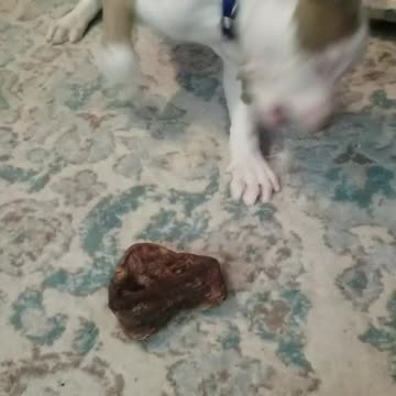 Elsa and her first pigsnout