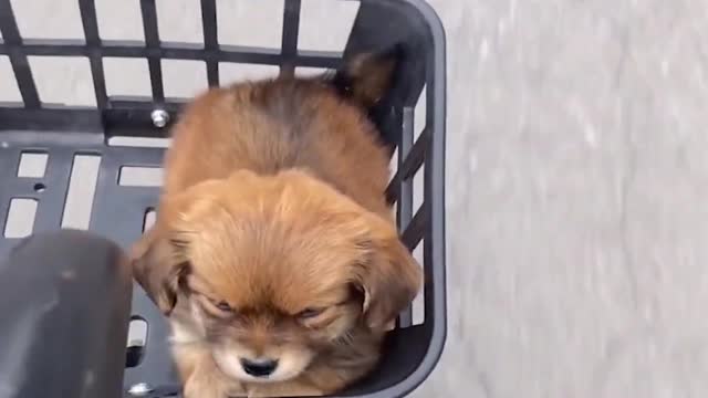 When your mom took you away from friends to go home | Funny pets | Cute dog