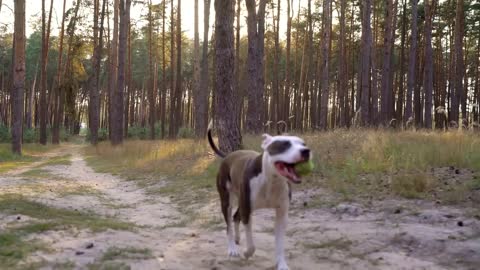 Girl playing with her dog in the forest at sunset