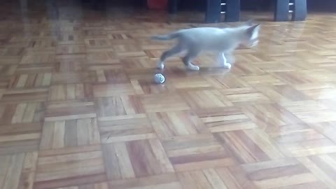 El fútbol es tan básico. Que hasta los gatos lo juegan