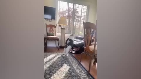 Try not to Laugh Challenge PETS EDITION