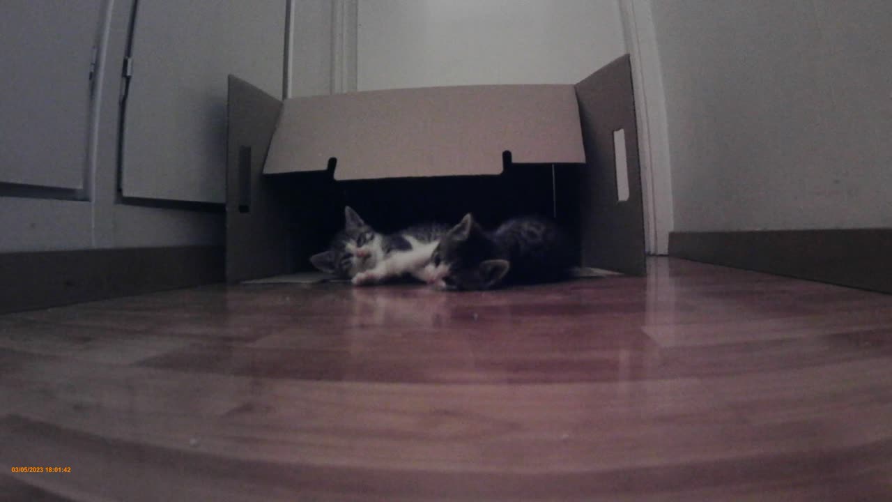 kittens playing 1