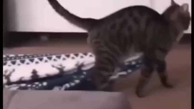 Cat Crashes Into Glass Wall While Jumping It