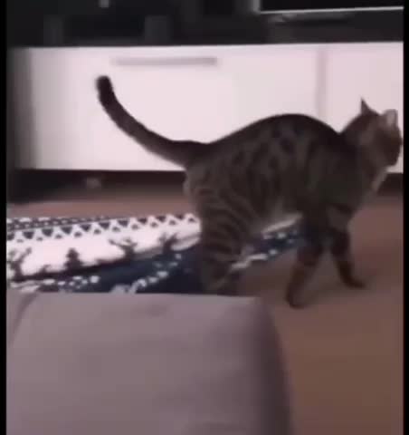 Cat Crashes Into Glass Wall While Jumping It