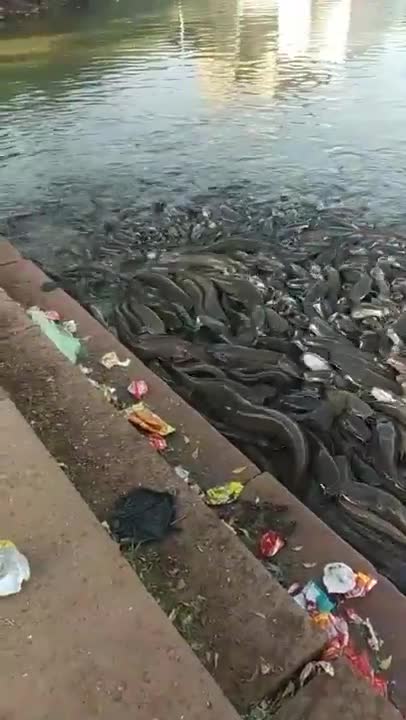 tik tok video | comedy video | love quotes |