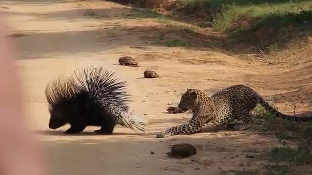 Tiger vs leopard