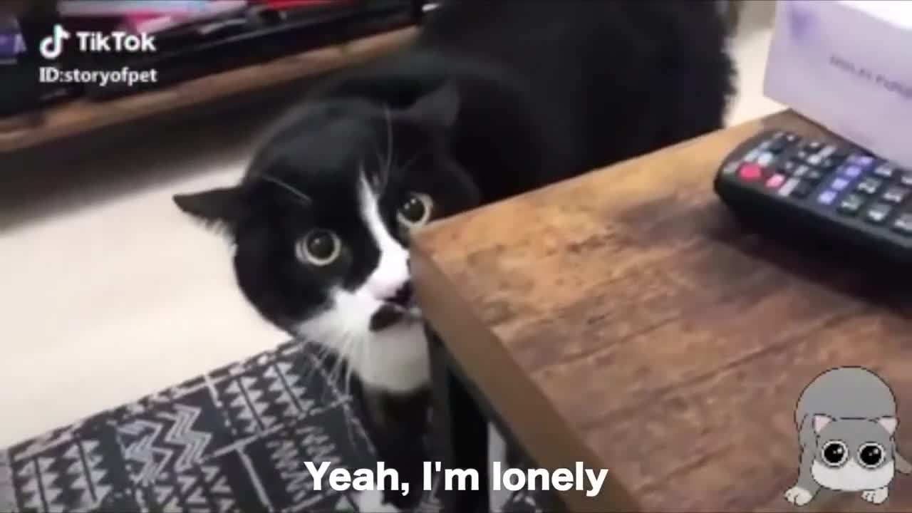 How to cats talk english? these cats can speak english better than human